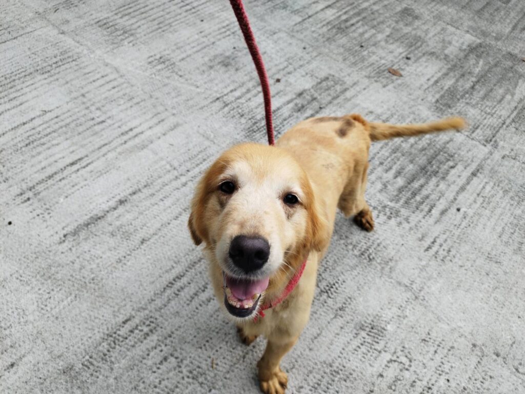 <span class="title">引退繁殖犬☆6748</span>