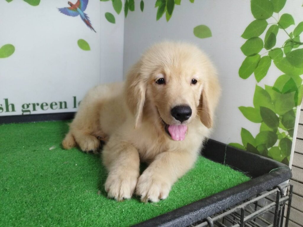 <span class="title">7/19RG♂2118</span>