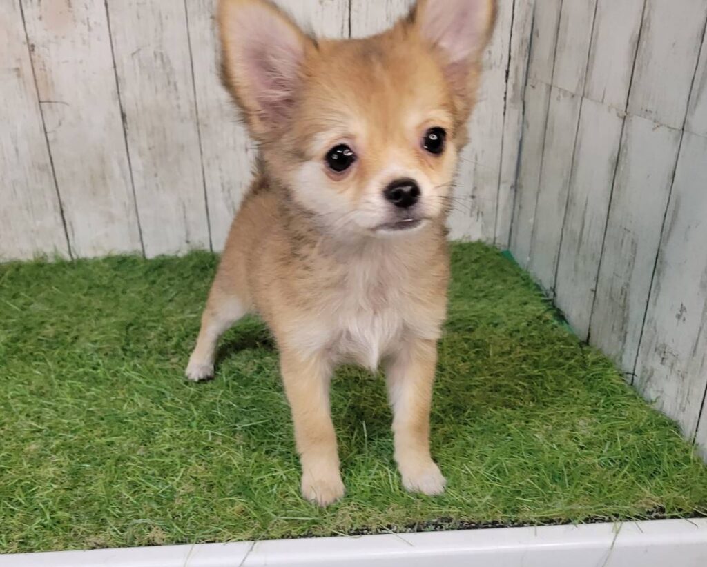 <span class="title">7/28チワワ♀2475</span>