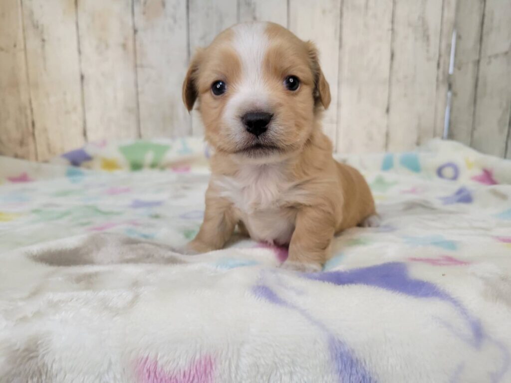 <span class="title">10/5mix♂1</span>