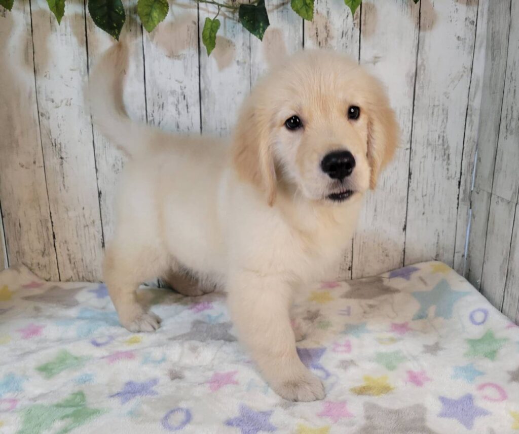 <span class="title">8/17RG♀2371</span>