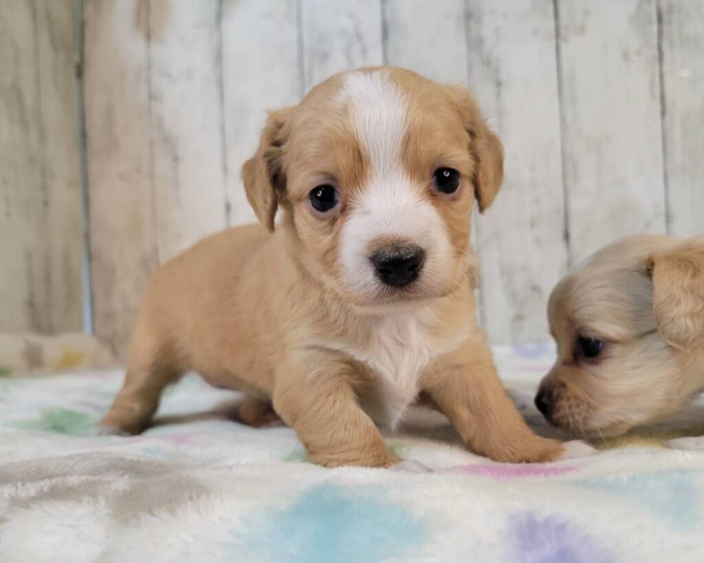 <span class="title">10/5mix♀</span>