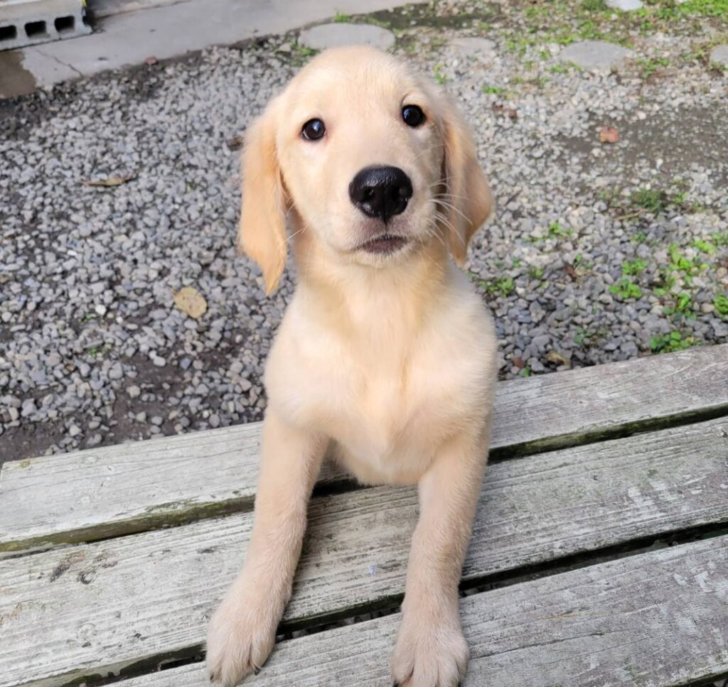 <span class="title">7/2RG♀2468</span>