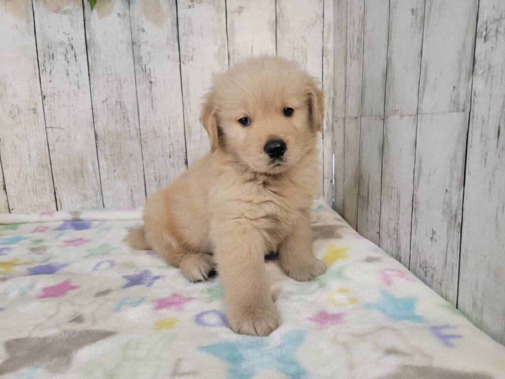 <span class="title">9/17GR♂2336</span>