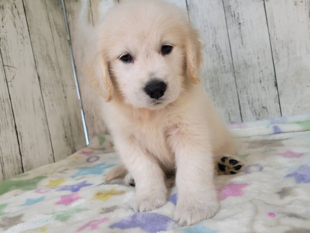 <span class="title">9/17GR♀1634</span>