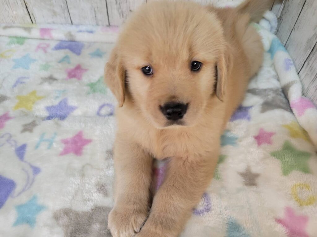 <span class="title">9/17GR♀2915</span>