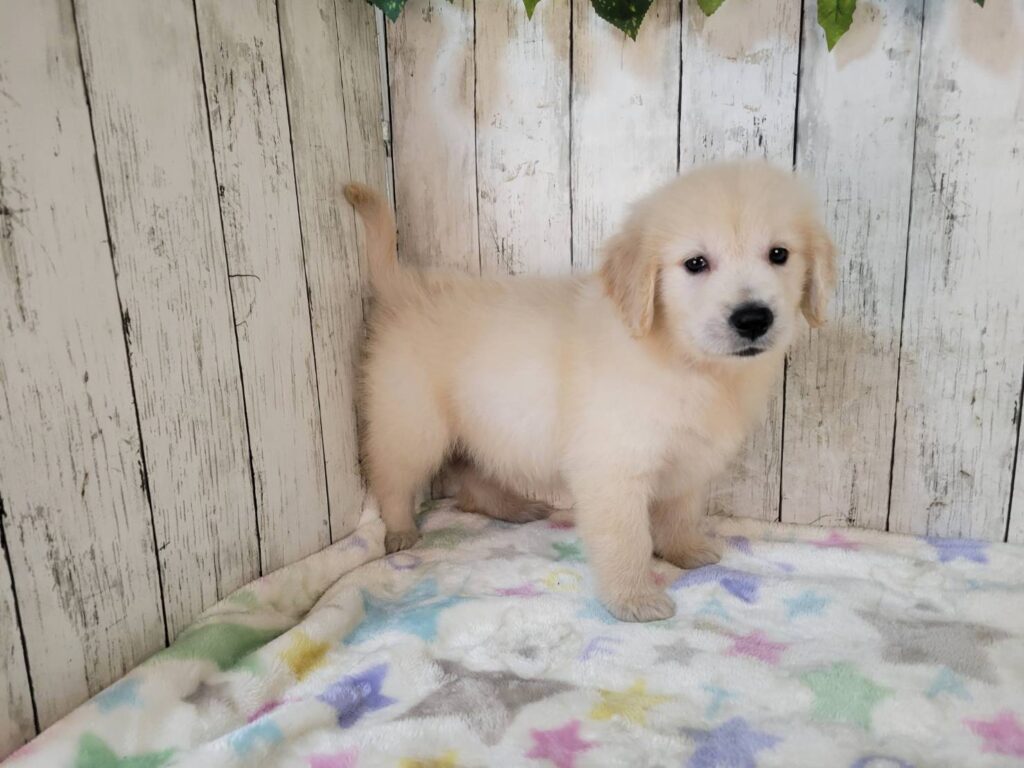 <span class="title">9/17GR♂2285</span>