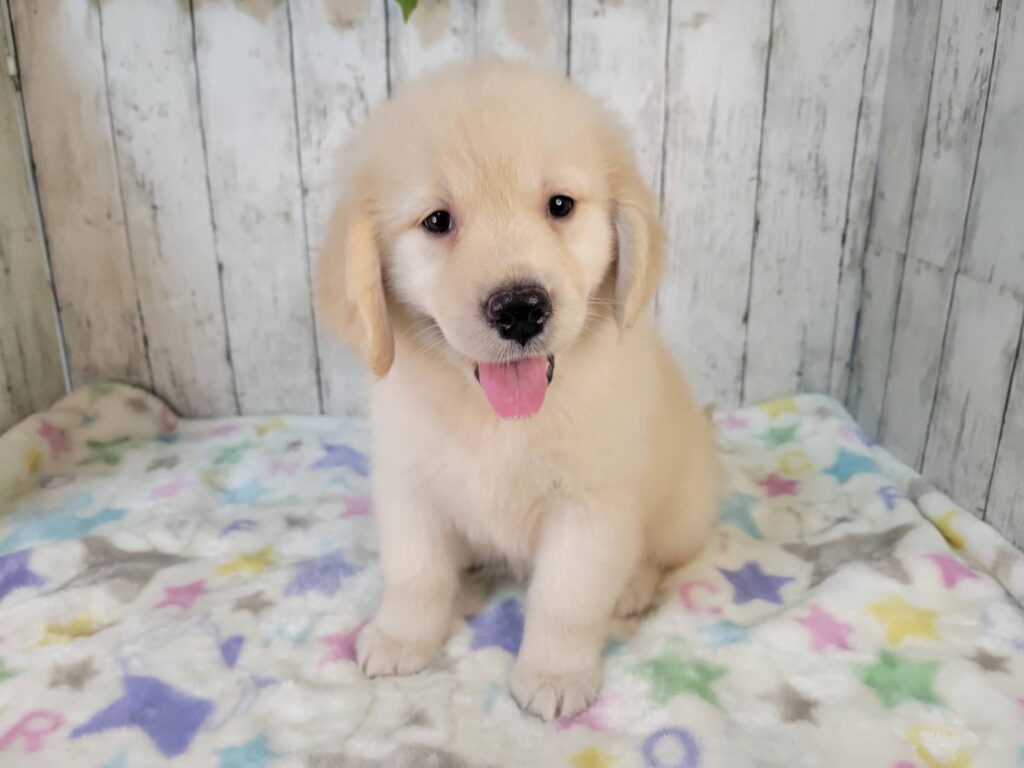 <span class="title">9/17GR♀0969</span>