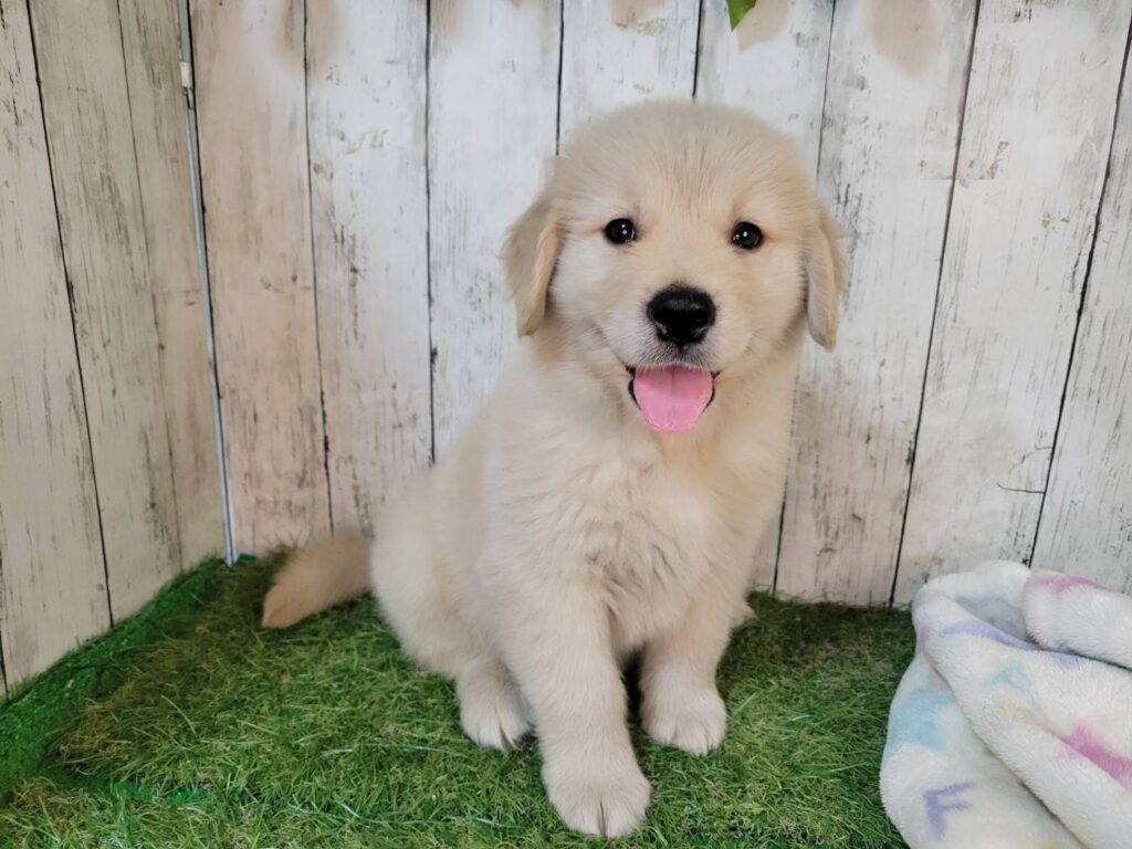 <span class="title">9/17GR♂9258</span>