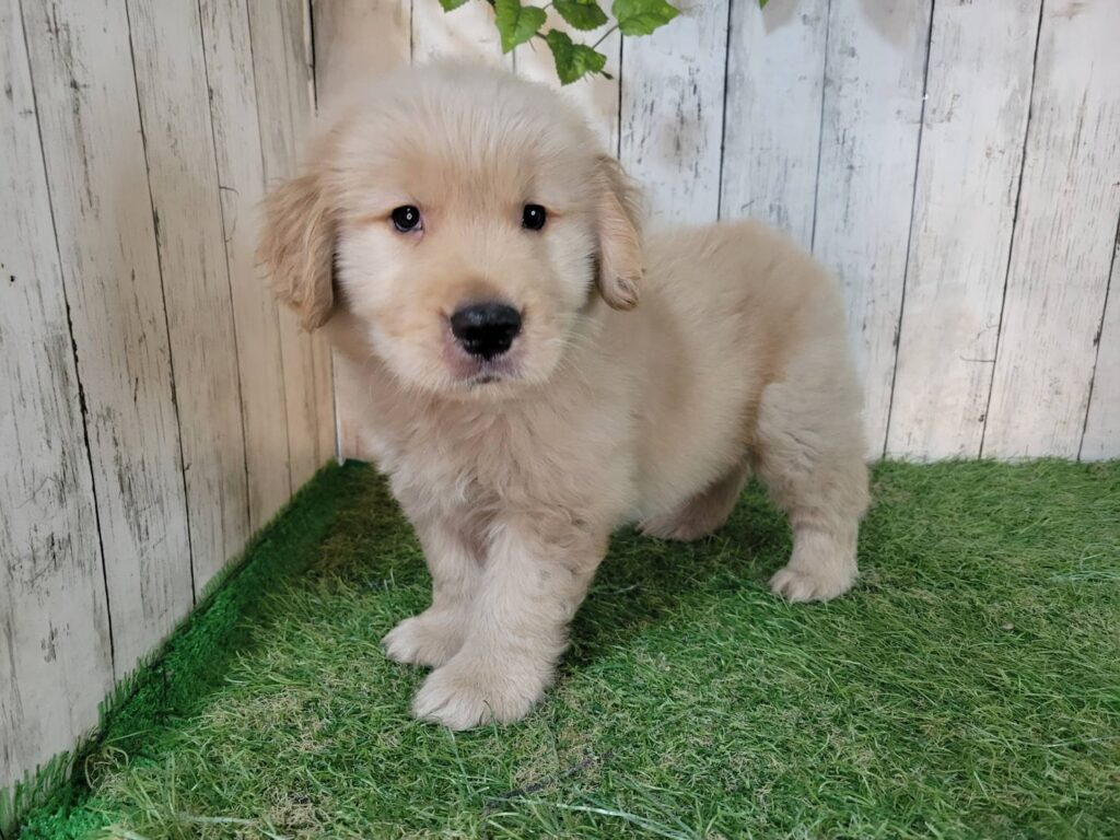 <span class="title">9/25RG♂2723</span>