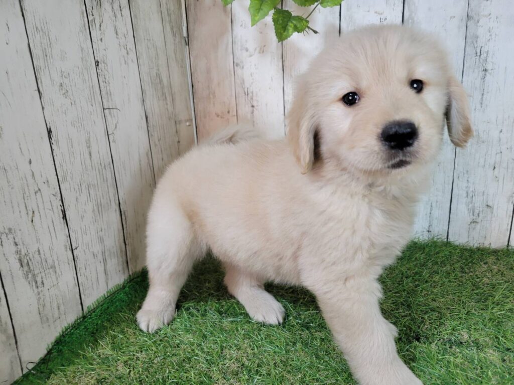 <span class="title">9/25RG♀2043</span>