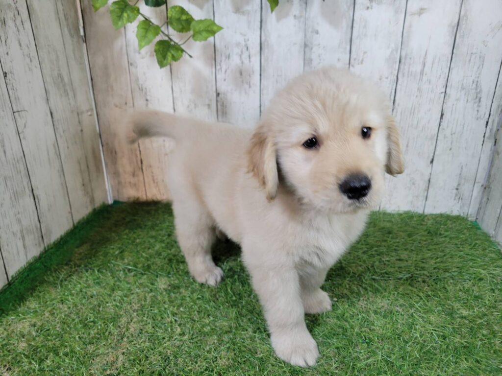 <span class="title">9/25RG♀2266</span>