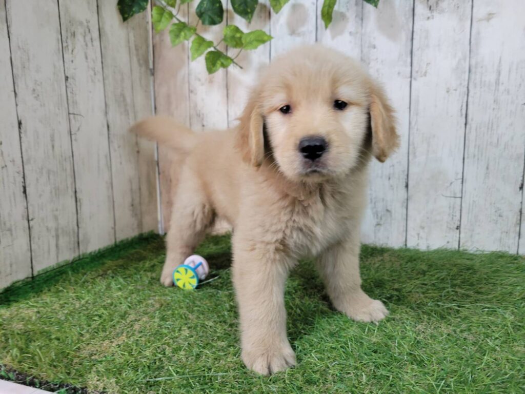 <span class="title">9/25RG♀1223</span>