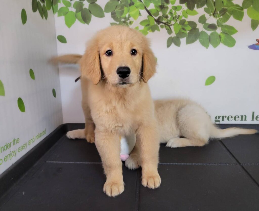 <span class="title">9/17RG♀2915</span> <span class="title">9/17RG♀2915</span>