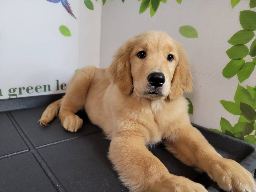 <span class="title">9/17RG♀2915</span>