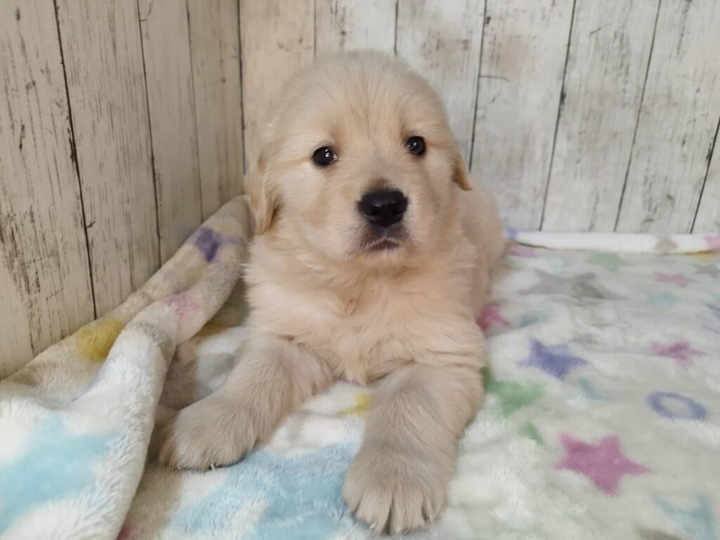 <span class="title">11/3RG♀5</span> <span class="title">11/3RG♀5</span>