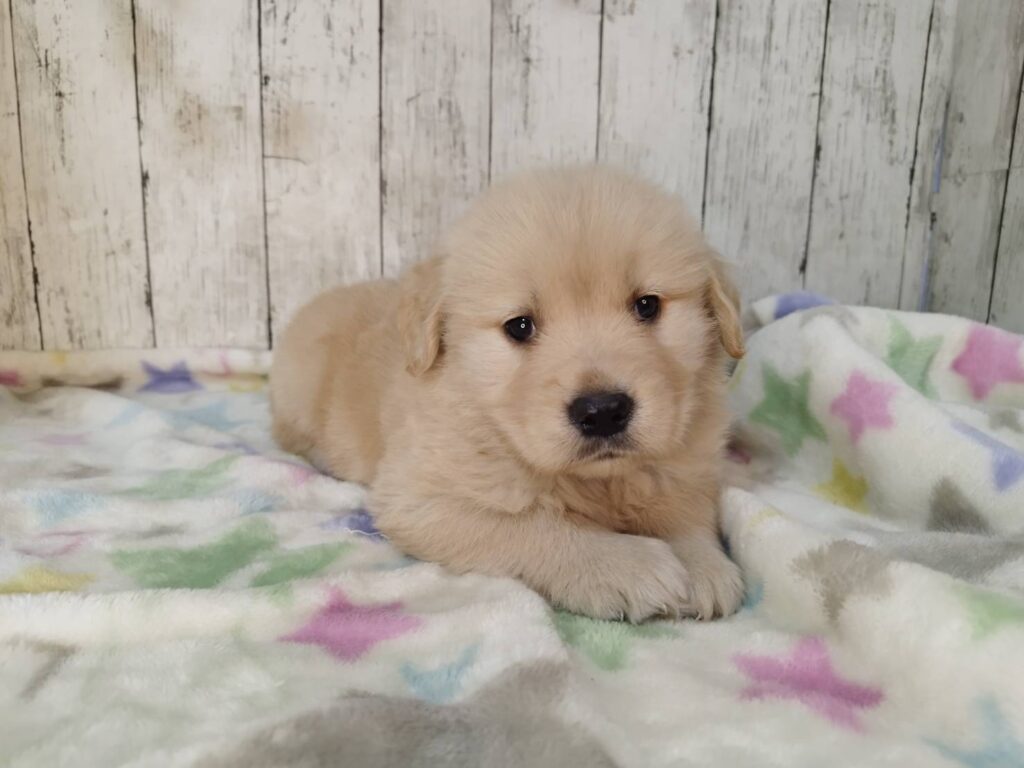 <span class="title">11/3RG♀6</span> <span class="title">11/3RG♀6</span>