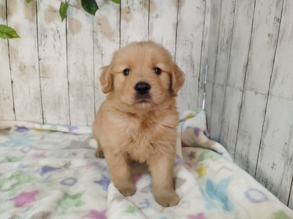 <span class="title">11/3RG♂1</span> <span class="title">11/3RG♂1</span>