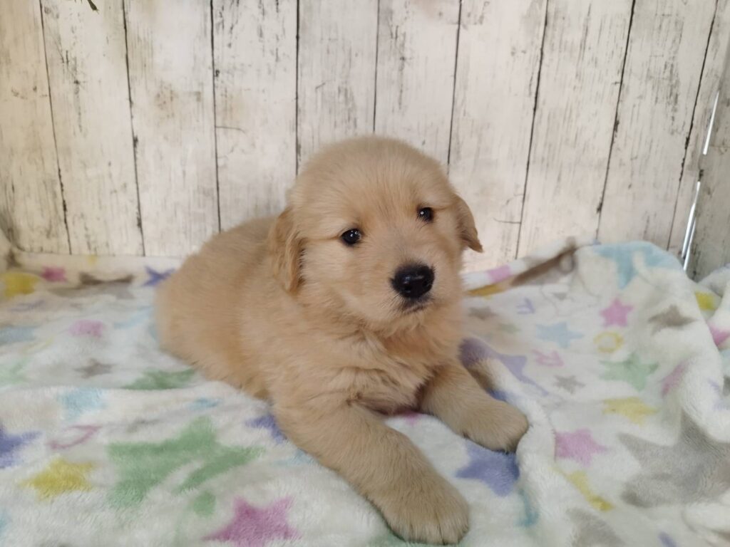 <span class="title">11/3RG♂2</span> <span class="title">11/3RG♂2</span>