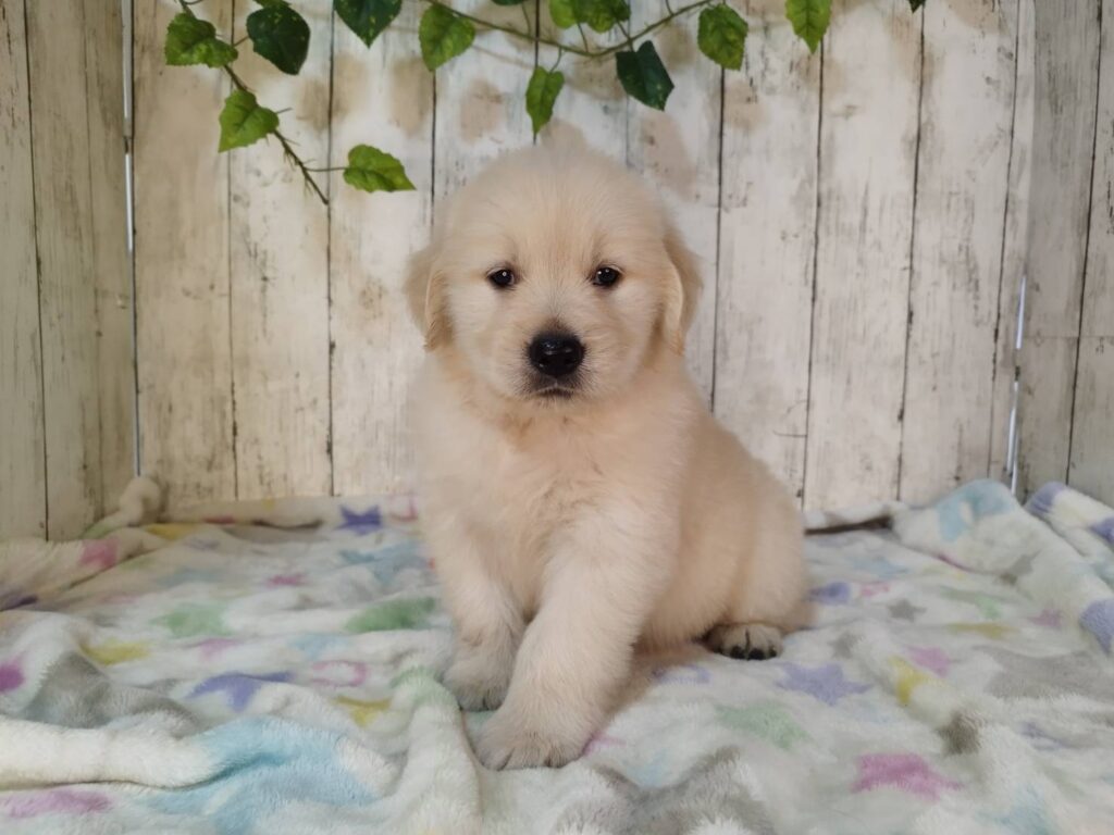 <span class="title">11/3RG♂3</span> <span class="title">11/3RG♂3</span>