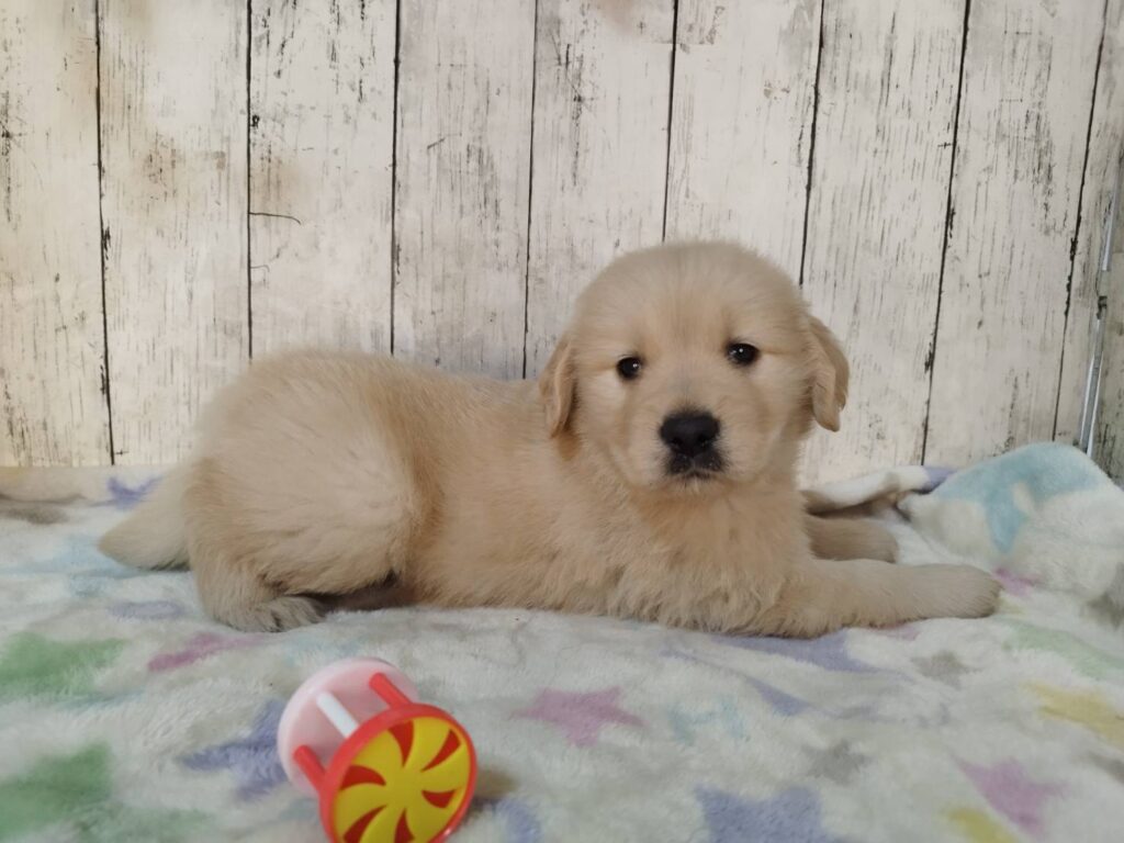 <span class="title">11/3RG♂4</span> <span class="title">11/3RG♂4</span>