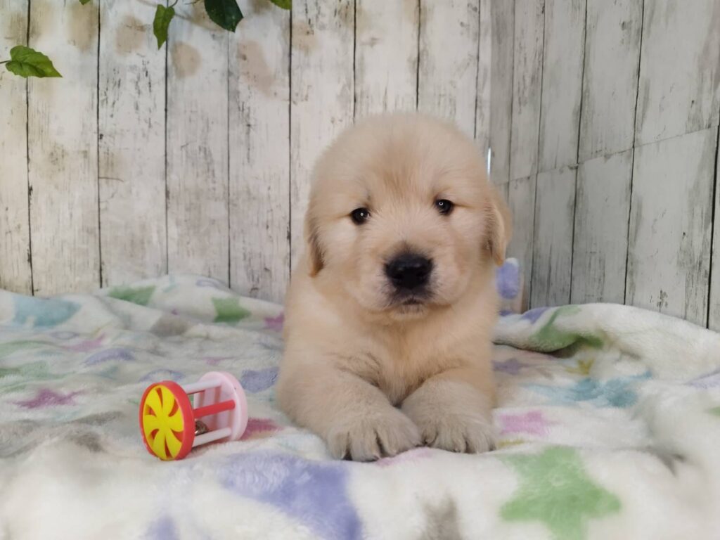 <span class="title">11/4RG♂1</span> <span class="title">11/4RG♂1</span>