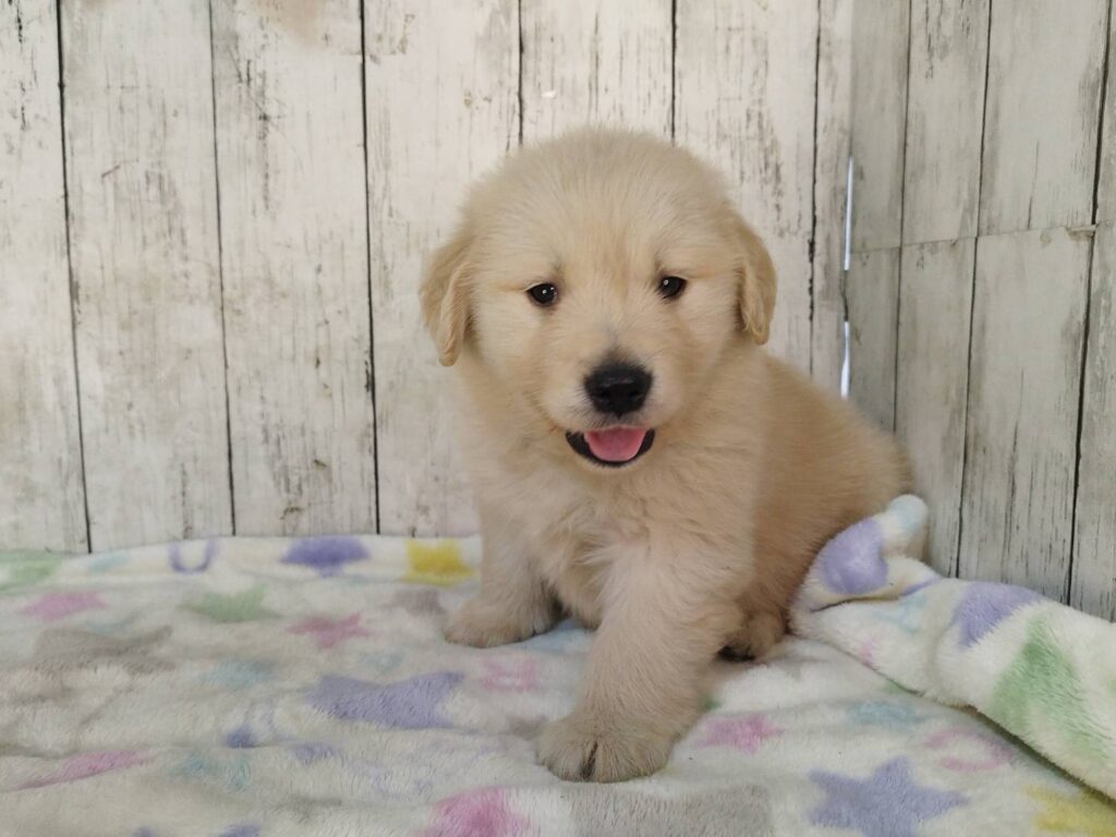 <span class="title">11/4RG♀6</span> <span class="title">11/4RG♀6</span>