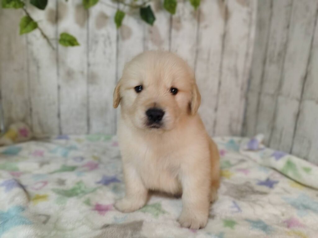 <span class="title">11/4RG♂2</span> <span class="title">11/4RG♂2</span>