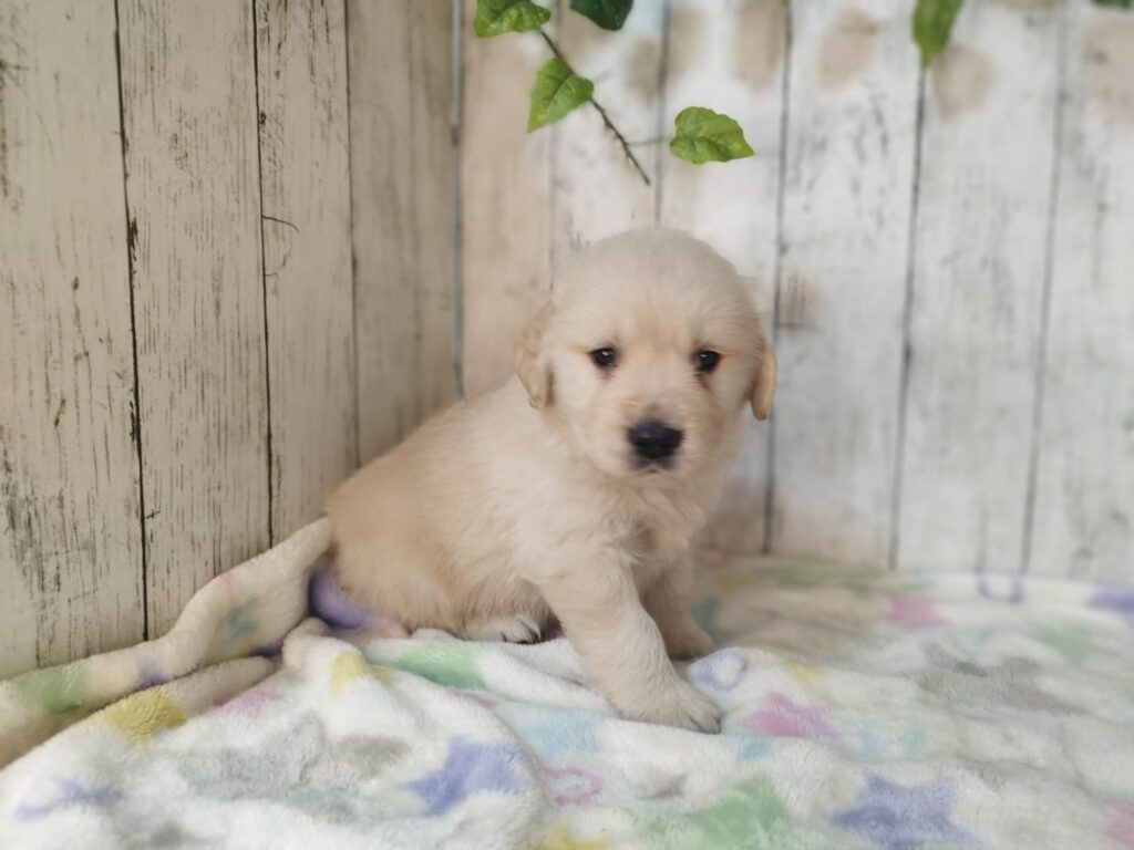 <span class="title">11/4RG♂3</span> <span class="title">11/4RG♂3</span>