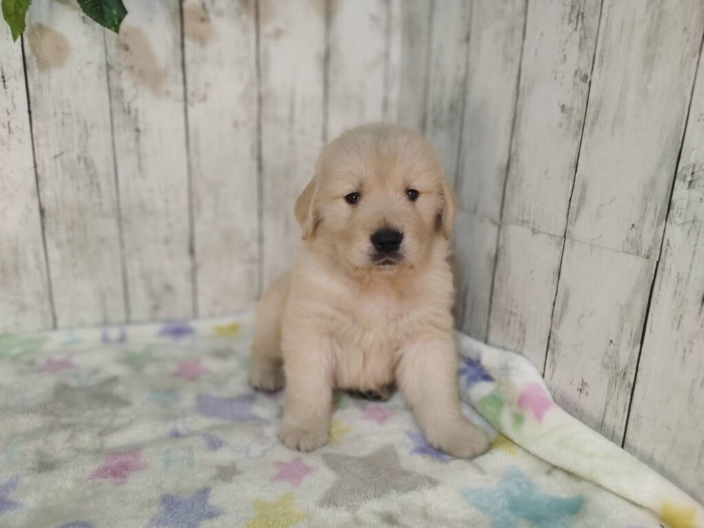 <span class="title">11/4RG♂4</span> <span class="title">11/4RG♂4</span>