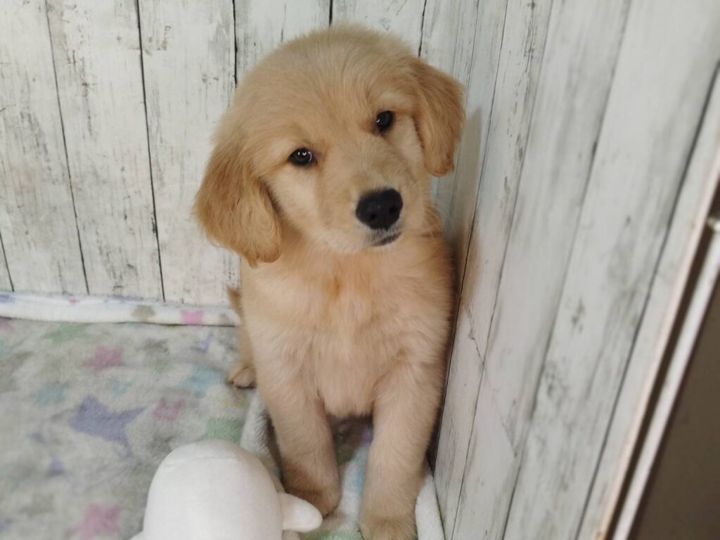 <span class="title">11/9RG♀8092</span> <span class="title">11/9RG♀8092</span>