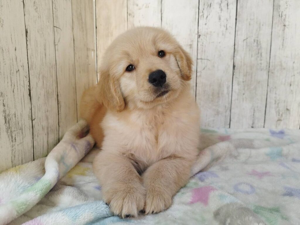 <span class="title">11/9RG♂8847</span> <span class="title">11/9RG♂8847</span>