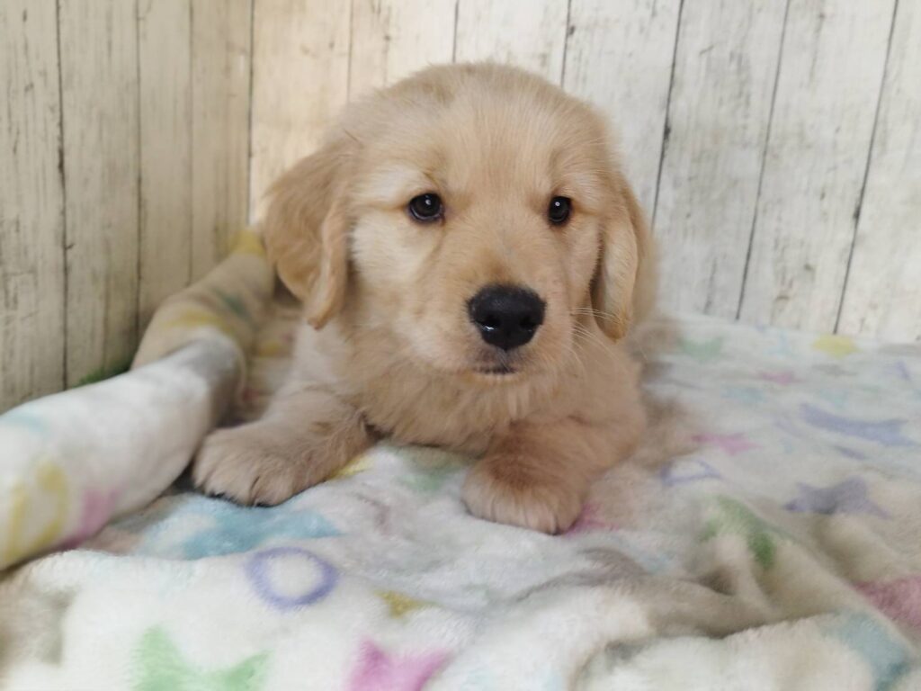 <span class="title">11/9RG♂6323</span> <span class="title">11/9RG♂6323</span>