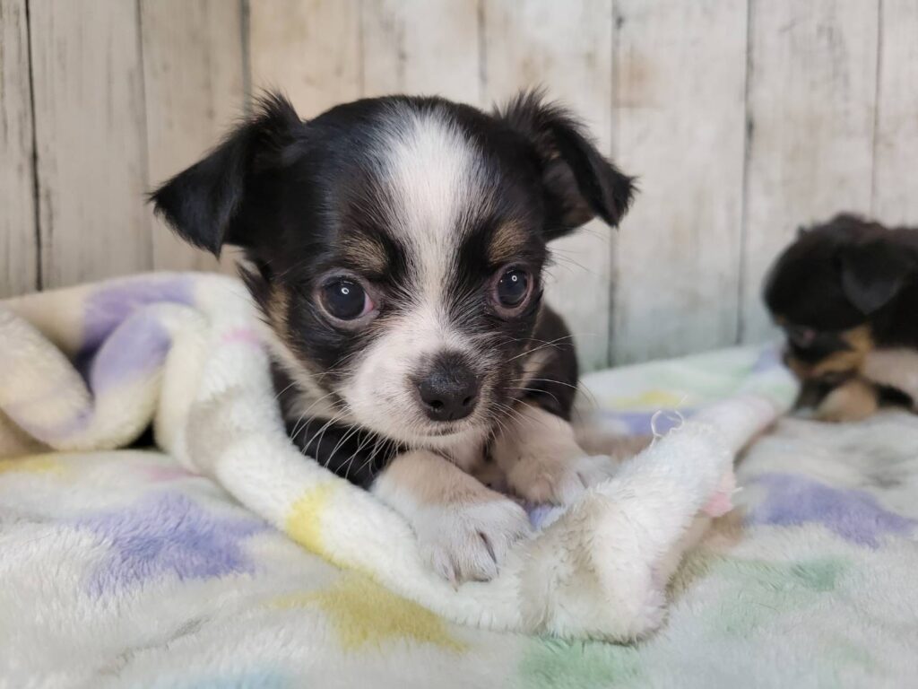 <span class="title">10/30チワワ♀4</span> <span class="title">10/30チワワ♀4</span>