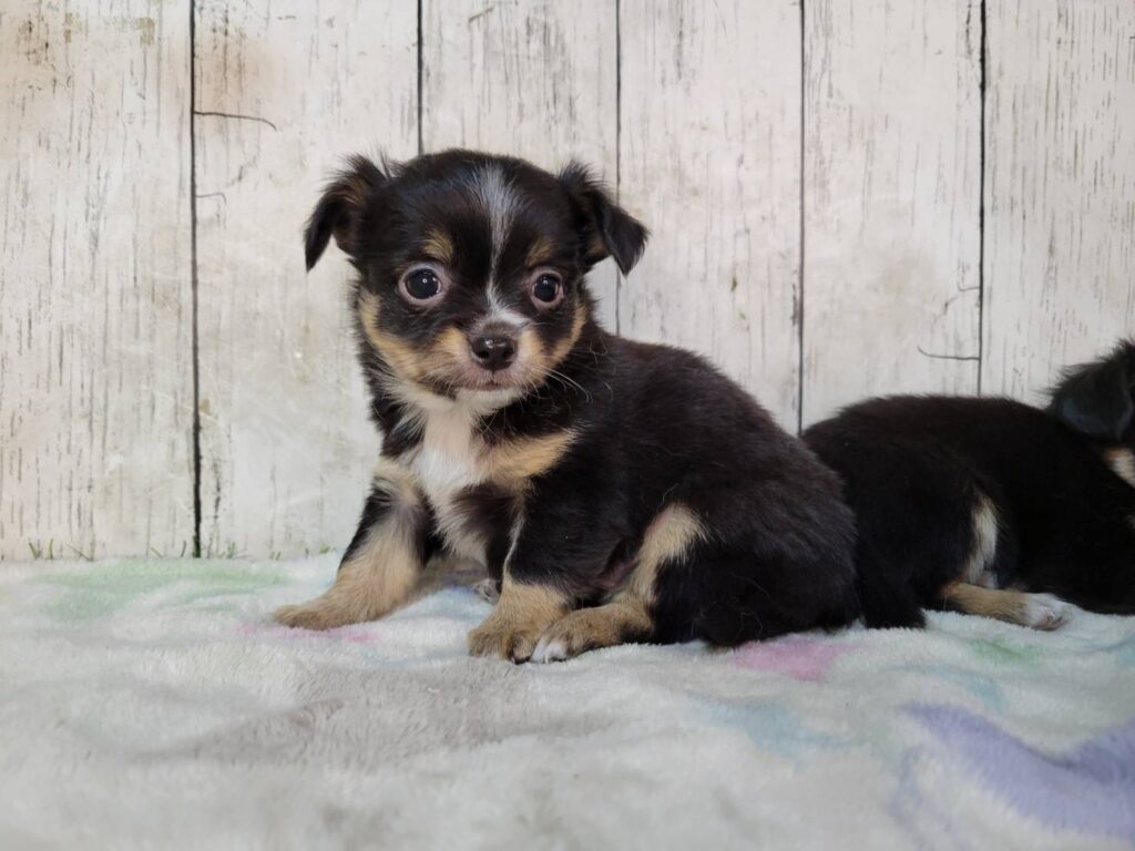 <span class="title">10/30チワワ♂1</span> <span class="title">10/30チワワ♂1</span>