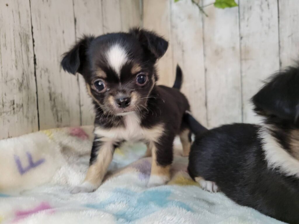 <span class="title">10/30チワワ♂3</span> <span class="title">10/30チワワ♂3</span>