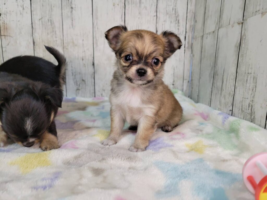 <span class="title">10/30チワワ♂2</span> <span class="title">10/30チワワ♂2</span>