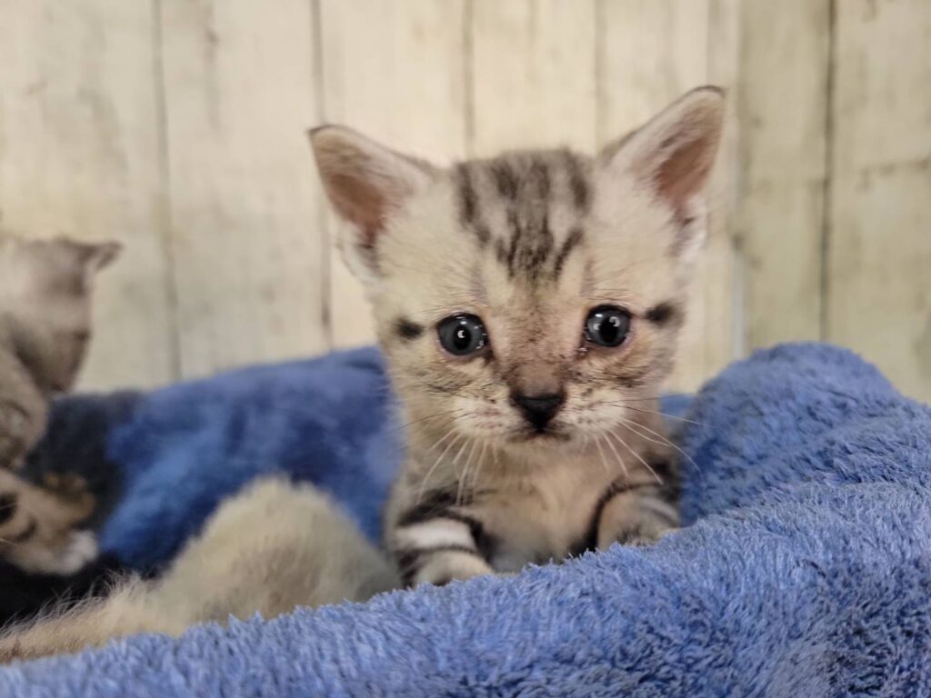 <span class="title">11/18アメショー♂1</span> <span class="title">11/18アメショー♂1</span>