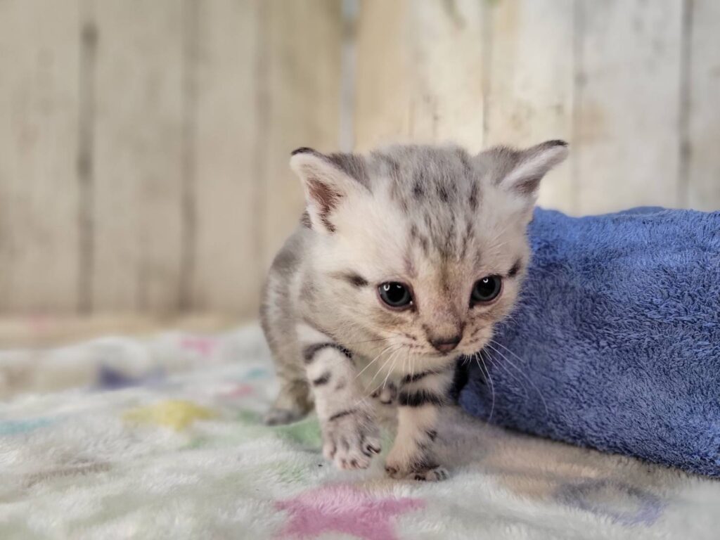 <span class="title">11/18アメショー♂2</span> <span class="title">11/18アメショー♂2</span>