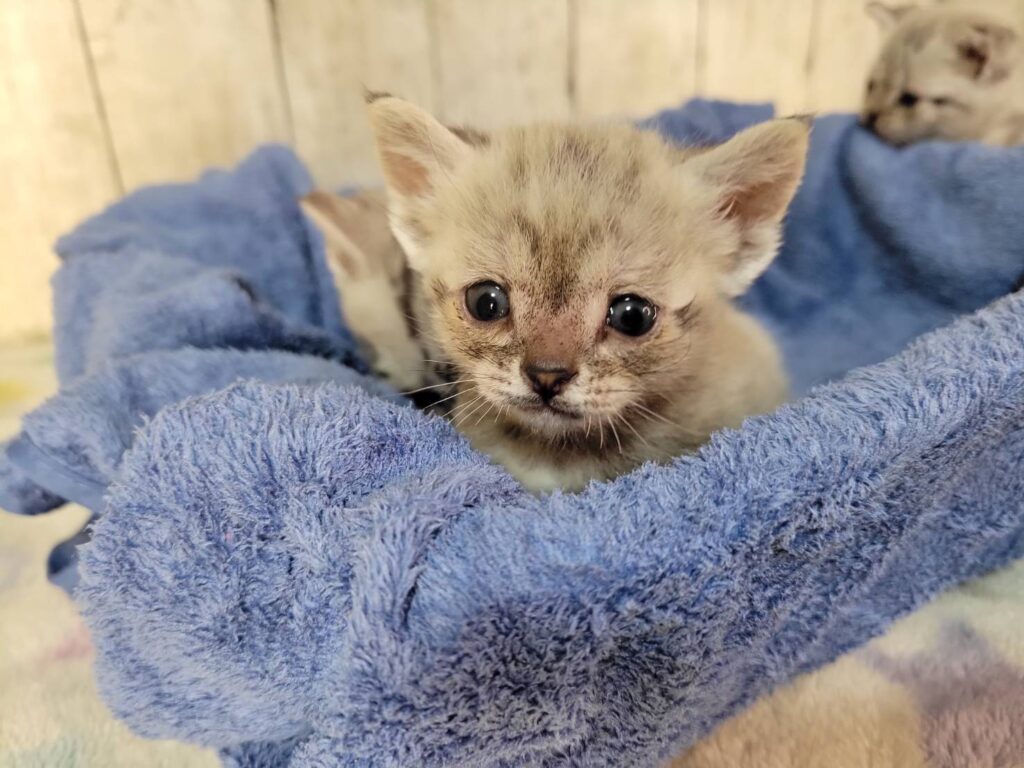 <span class="title">11/18アメショー♀3</span> <span class="title">11/18アメショー♀3</span>