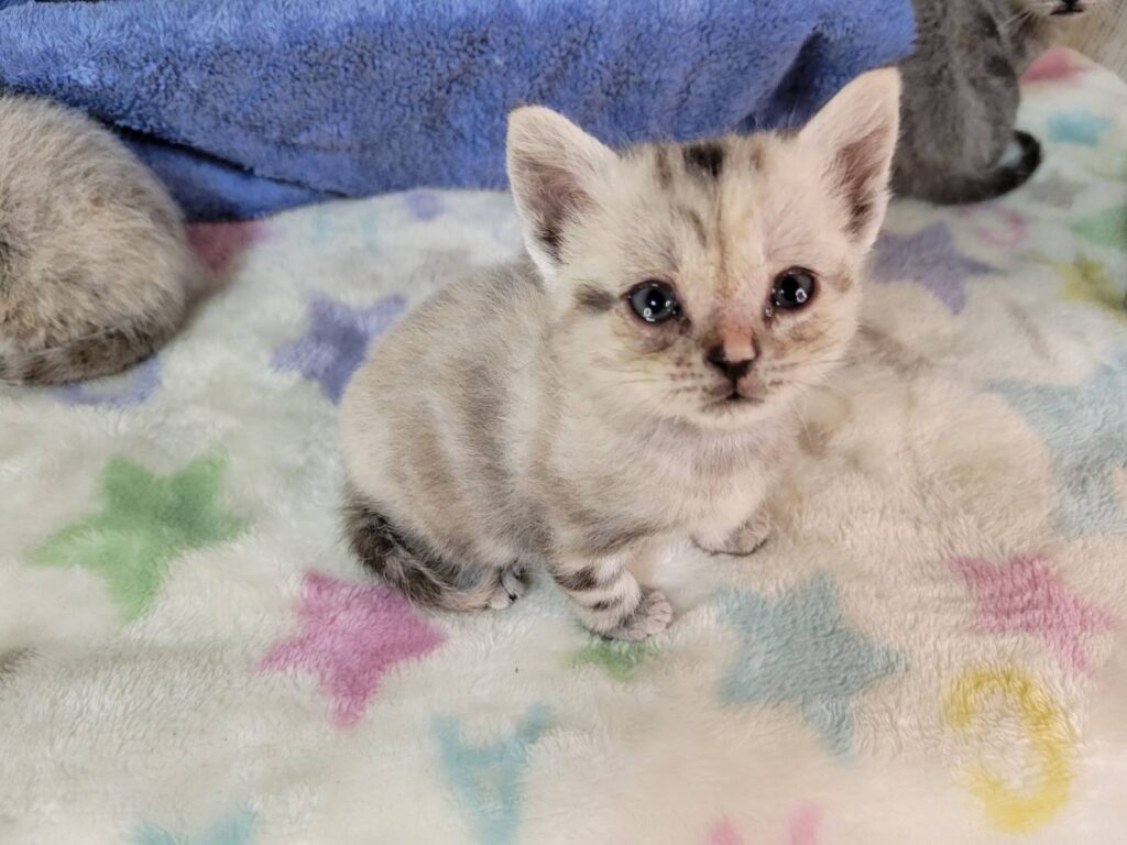 <span class="title">11/18アメショー♀4</span> <span class="title">11/18アメショー♀4</span>