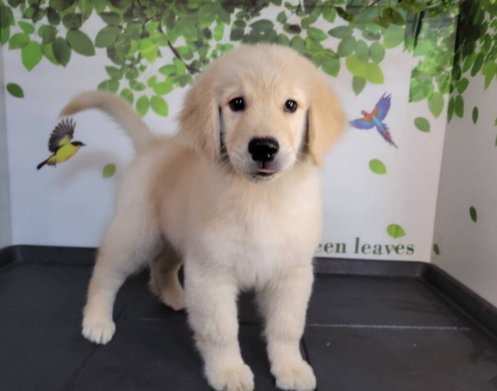 <span class="title">9/17RG♂9258</span> <span class="title">9/17RG♂9258</span>