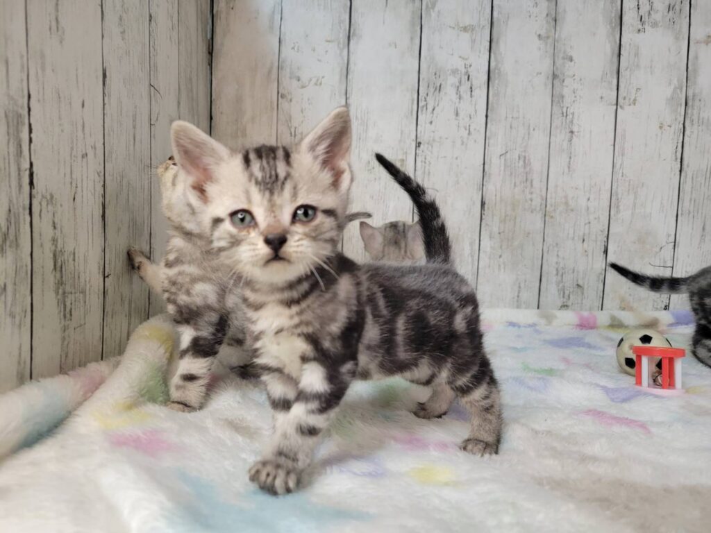 <span class="title">11/18アメショー♂2</span> <span class="title">11/18アメショー♂2</span>