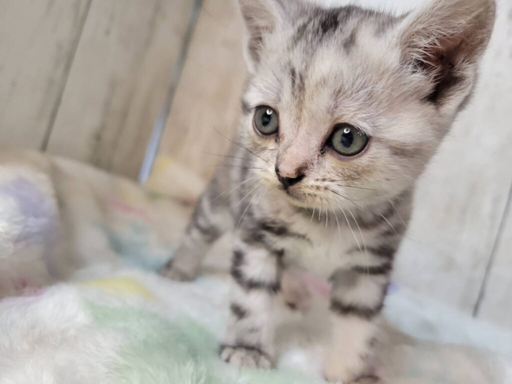 <span class="title">11/18アメショー♀4</span> <span class="title">11/18アメショー♀4</span>