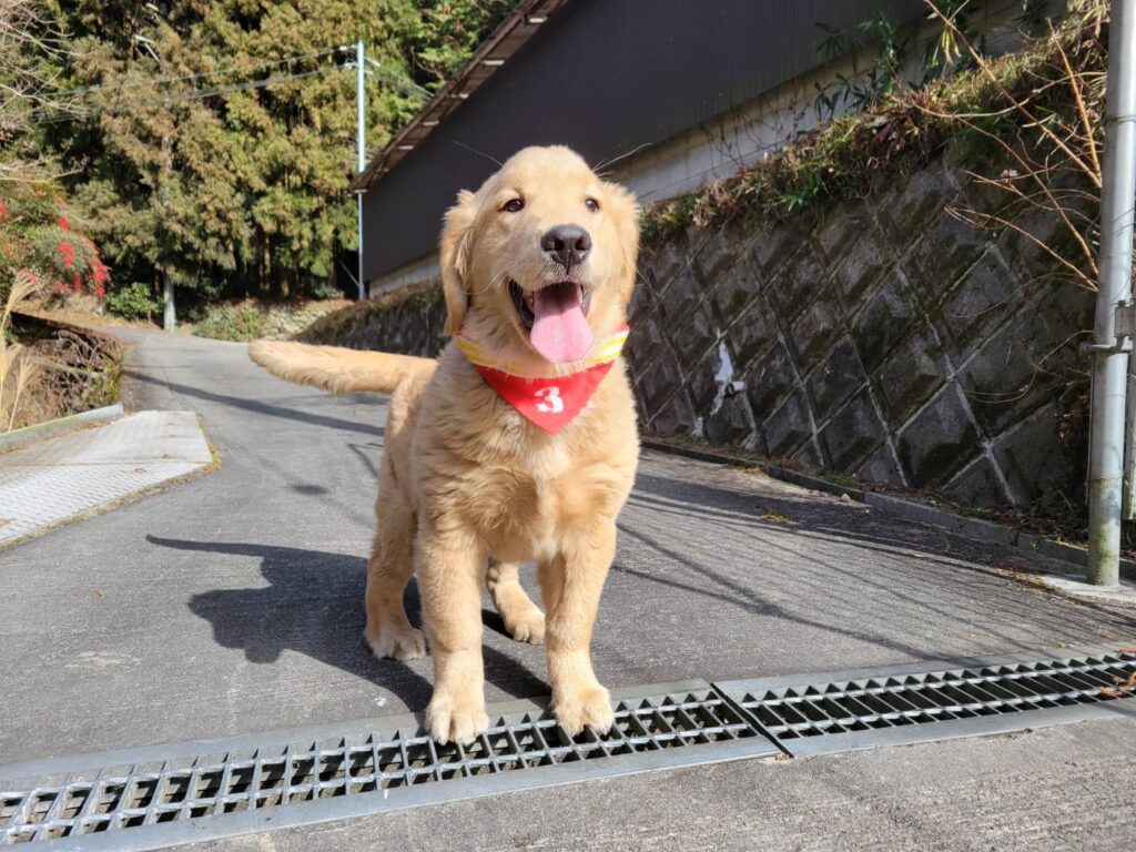 <span class="title">9/8GR♀2681</span>