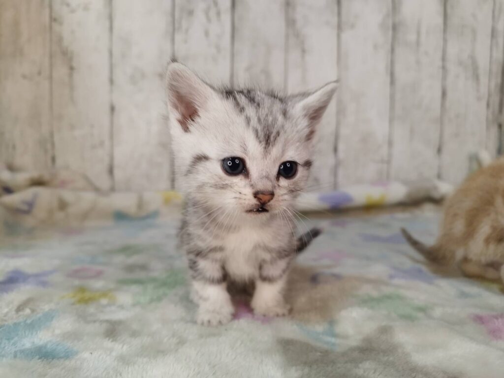 <span class="title">11/28アメショー♀1</span> <span class="title">11/28アメショー♀1</span>