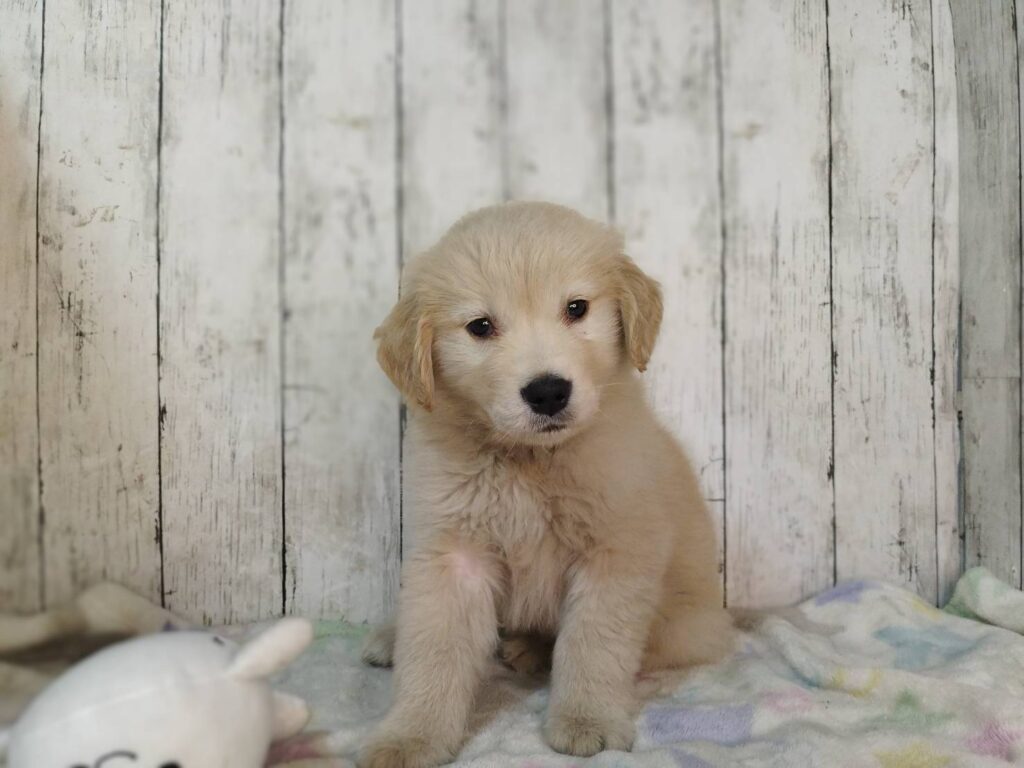 <span class="title">11/16RG♂0857</span> <span class="title">11/16RG♂0857</span>