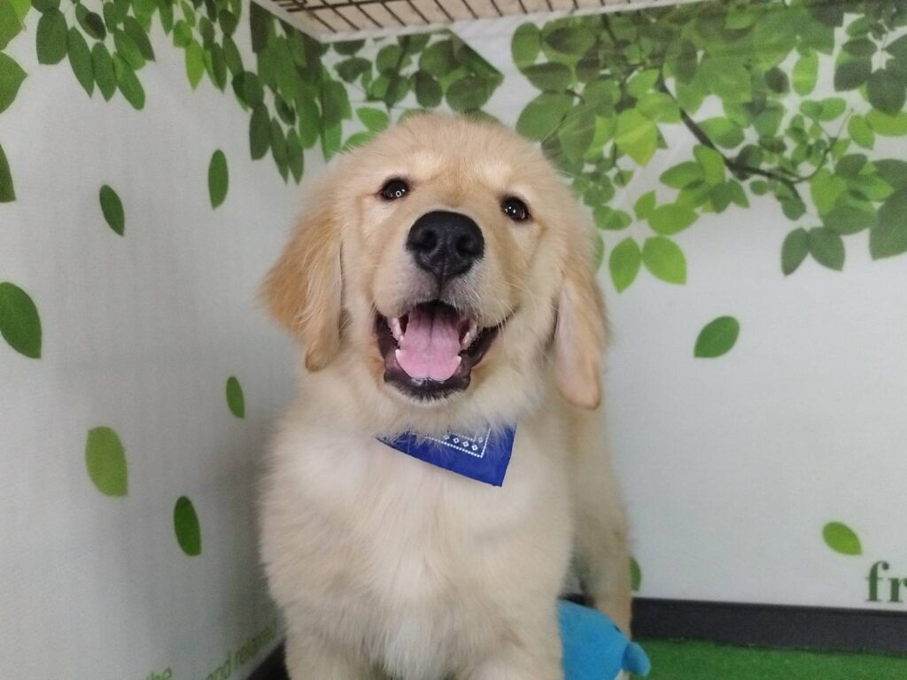 <span class="title">11/16RG♂0826</span>