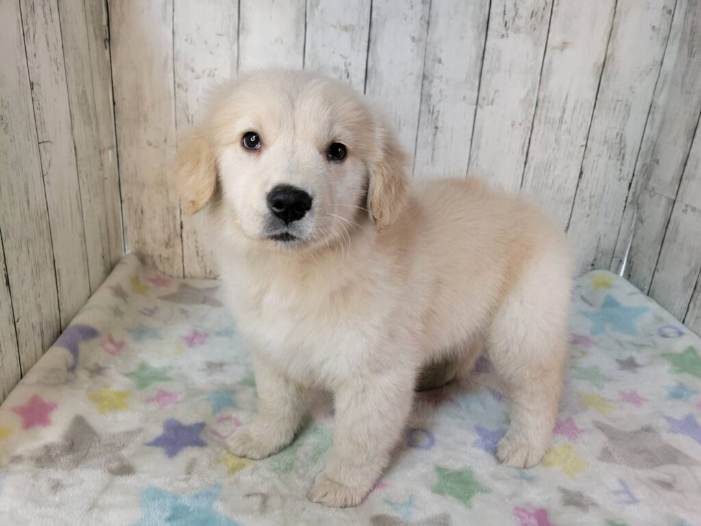 <span class="title">11/16RG♀1496</span> <span class="title">11/16RG♀1496</span>