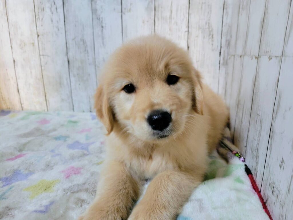 <span class="title">12/19RG♀赤</span>